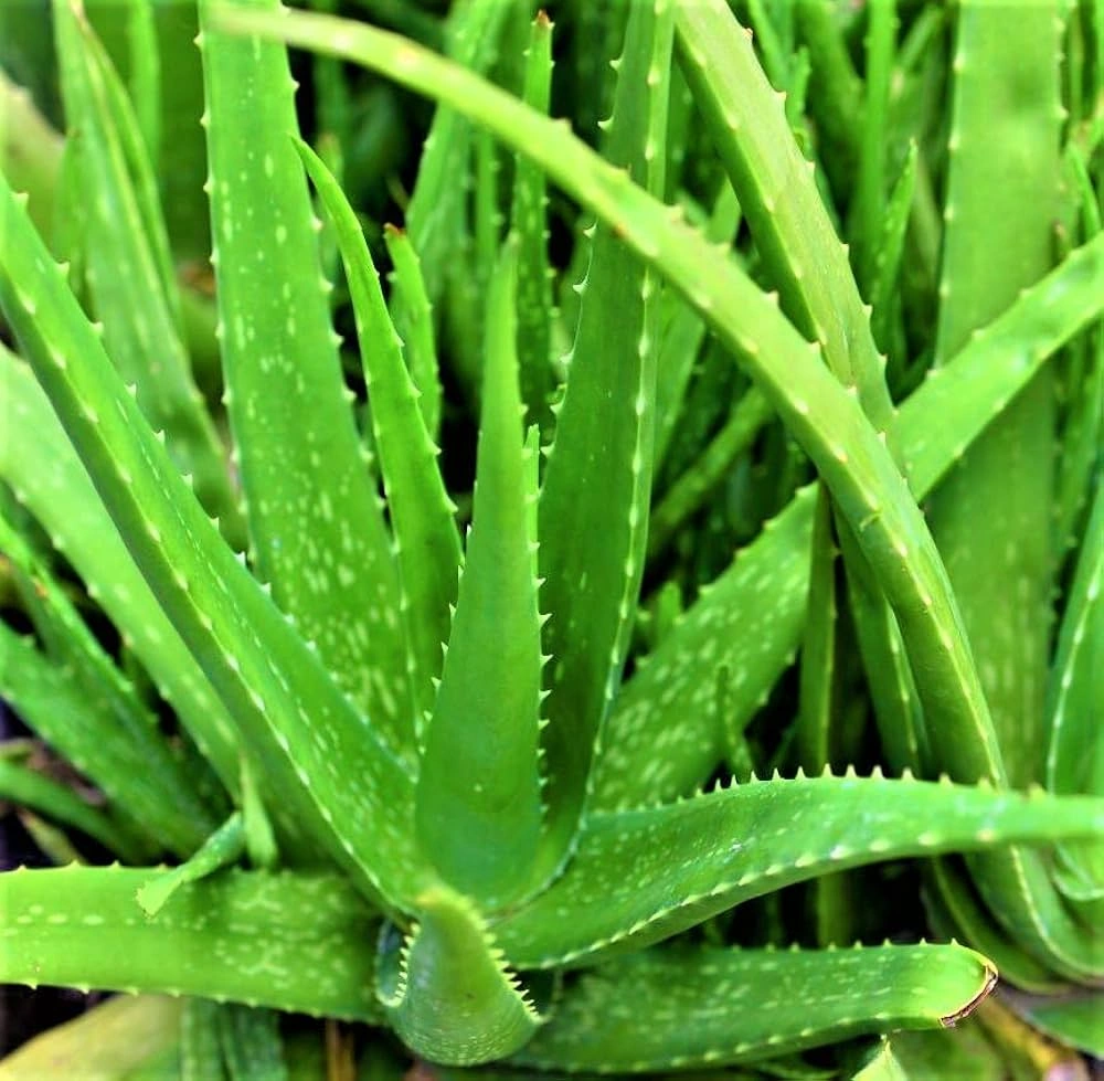 Aloe Vera
